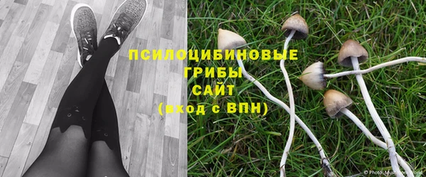 трава Белокуриха