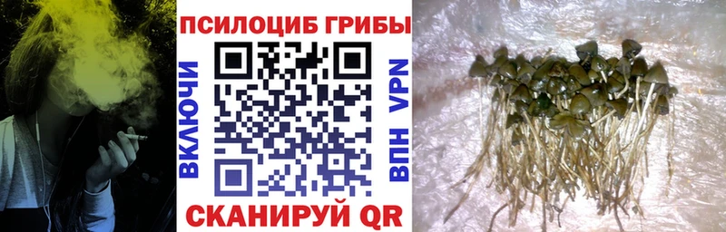 сколько стоит  Окуловка  Псилоцибиновые грибы Psilocybine cubensis 
